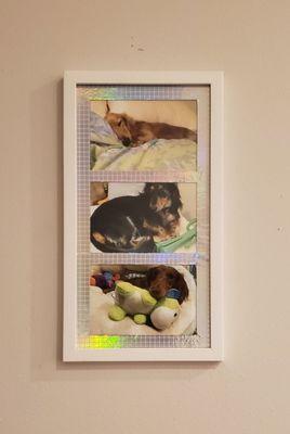 Online ordered prints of my dachsunds from Walgreens Photo lab