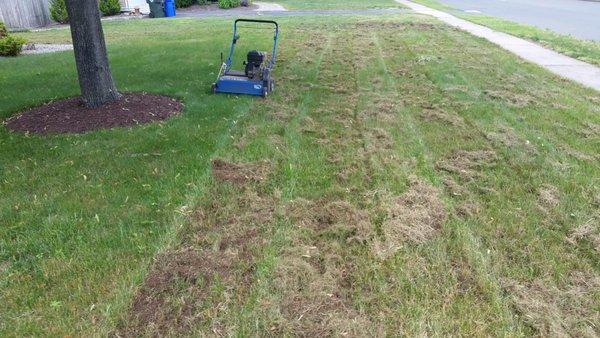 Heavy Lawn Dethatching, using a power rake.