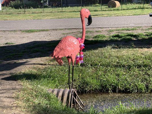 "Mingo" is short for flamingo!