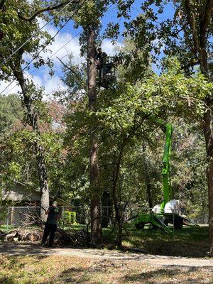 Taking down the dead tree and trimming the surrounding trees