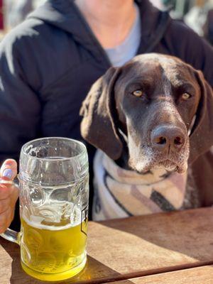 Quaker Oats dog enjoying the patio