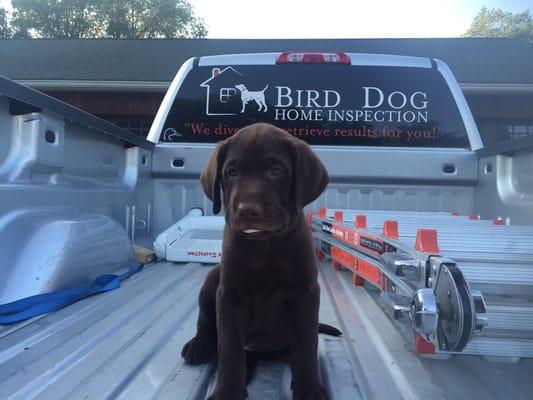 Meet Guinness, the new bird dog!