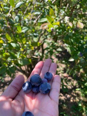 Bryant Blueberry Farm