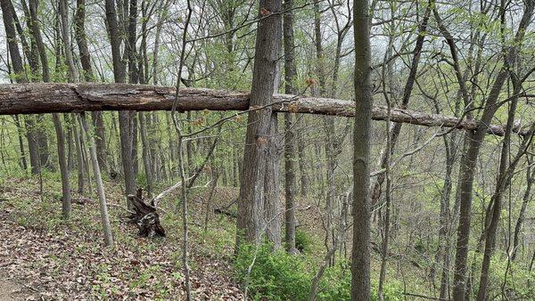 Patapsco Valley State Park - McKeldin Area