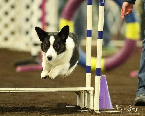 Our training philosophy is the same no mater the sport; it all starts in Puppy Manners & Beginning Home Obedience. Dobby the Cardigan Corgi.