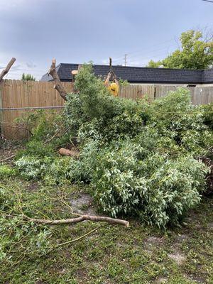 Removing tree!