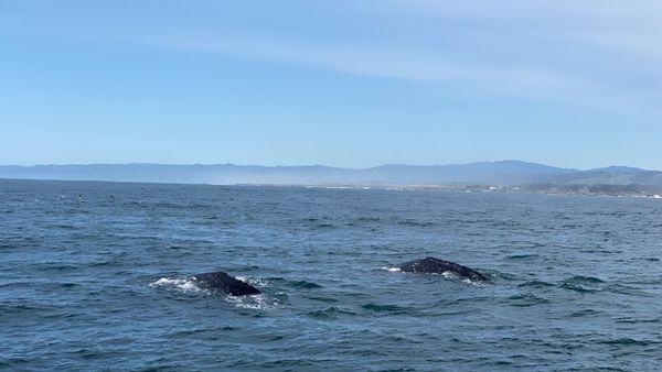 Two whales along Fort Bragg Coast