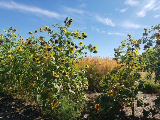 Beautiful sunflowers.