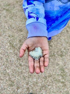 Kiddo found shark tooth rock.