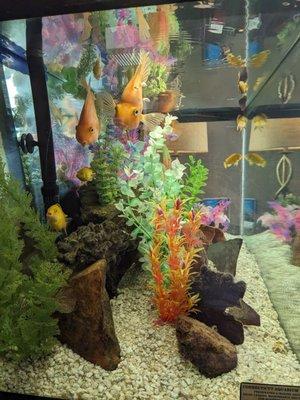 Fish tank in the waiting room