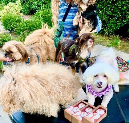 Birthday baby Fendi Sharing doggy cupcakes with her friends