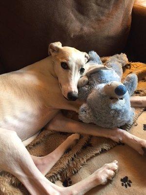 Chandler cuddling with his teddy during an overnight dog sit.