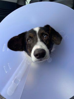 Cone of shame after surgery