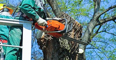 Removing trees from your property