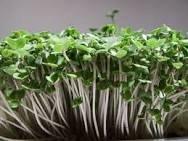 Microgreens from Eller Family Farm now on the menu! #nutrientdense