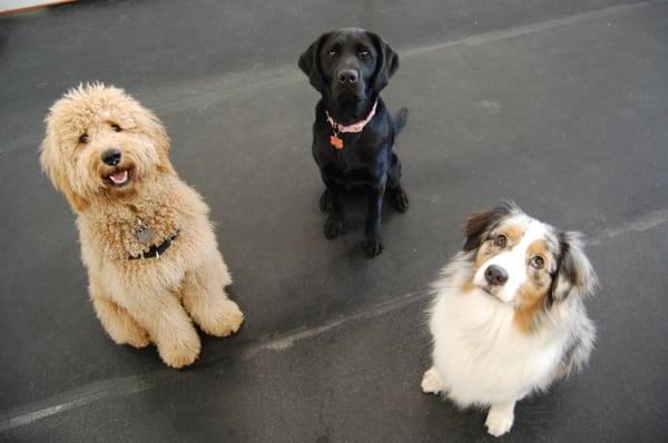 He who sits gets all! Puppy Stella (doodle) with Estee and Joy