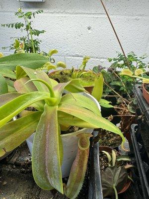 The Pitcher plant I really wanted to buy