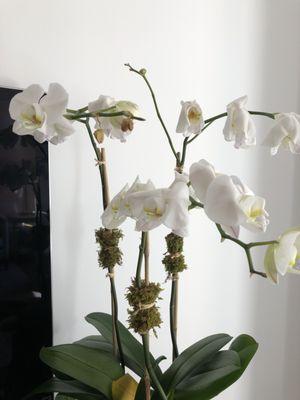 Provided these pictures. Very argumentative over the phone and doesn't want to take responsibility for selling a bad orchid.