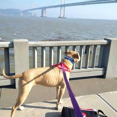 Sami loves the Bay.