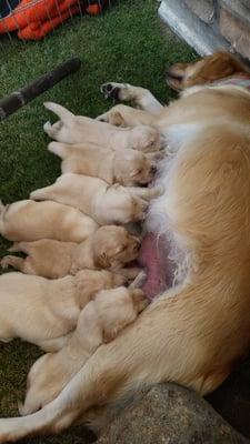 Our beautiful Mama & pups.