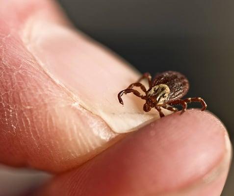 There are two categories of ticks: soft ticks & hard ticks. Soft ticks usually attack bats and birds, while hard ticks feed on humans & pets