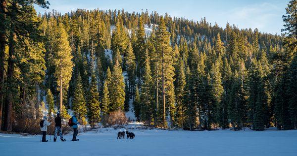 Exploring the snowy meadows!