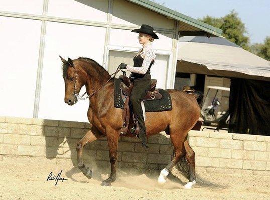 Owner/trainer: Erin Kennedy showing a Morgan gelding western.