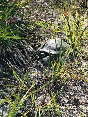 Rhodine Scrub Nature Preserve