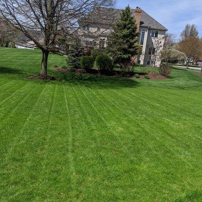 There is just something about fresh cut lines in grass....