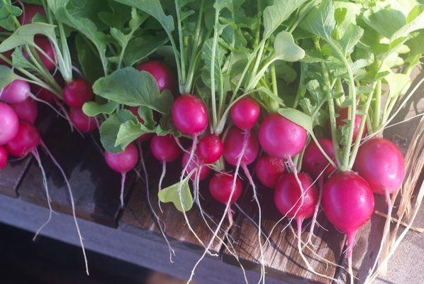 Radishes