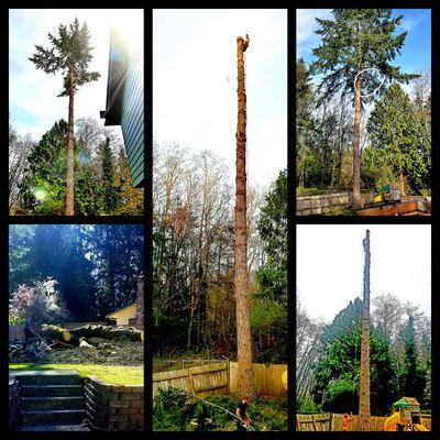 150' Fir Removal