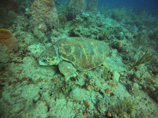 Pura Vida Divers