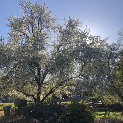 Redbud Nursery