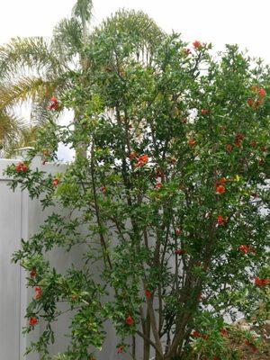 The overgrown pomegranate looks beautiful again.