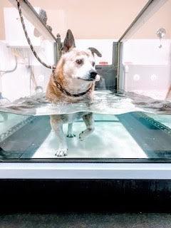 So determined. (photo taken by Canine Rehab Center)