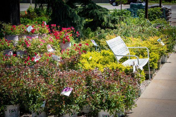 Shrub Selection