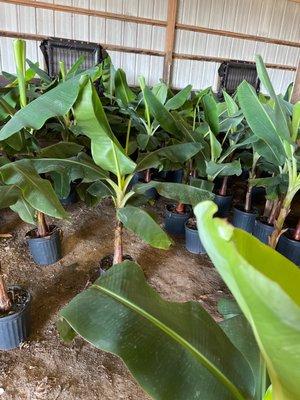 Banana trees