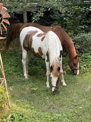 Trail horses