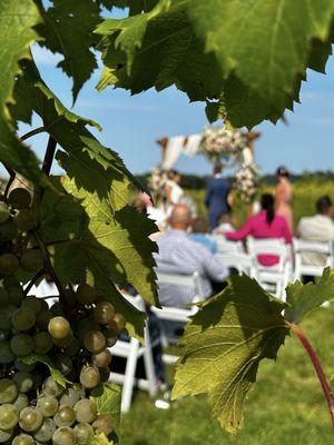 Wedding in the vineyard