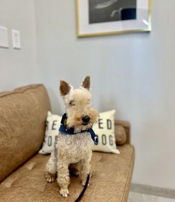 Yeti, sitting patiently on an exam couch, waiting to see the doctor for his semi-annual comprehensive exam.