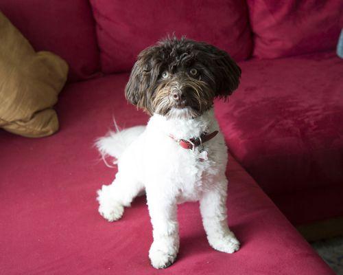 My Havanese pup just home from a visit to Hot Doggity Grooming.