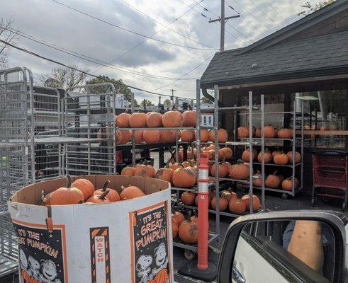 Pumpkins everywhere