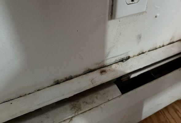 Black mold