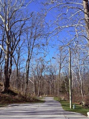 Tree lined trail