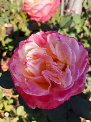 Natomas Rose Garden