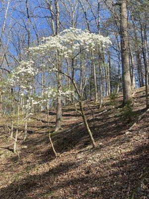 One of the beautiful trees blooming