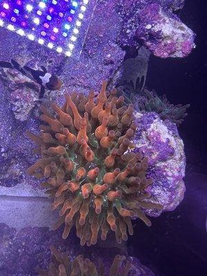 Large bubble tip anemone