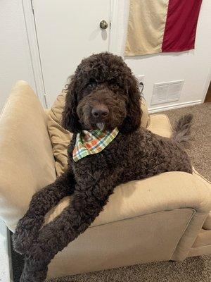 Koe, chocolate goldendoodle