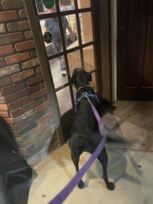 Otis loves his trips to the Bakery Haus!