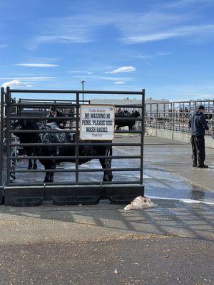 Stockyard wash pens